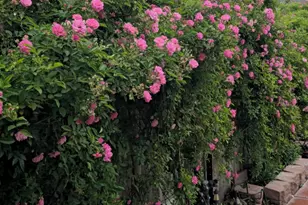 18406 Hilltop Climb Dr, Hockley, TX 77447 - Photo 33