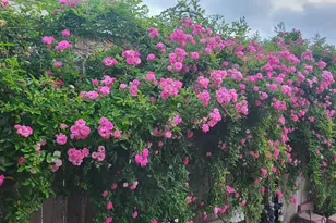 18406 Hilltop Climb Dr, Hockley, TX 77447 - Photo 29