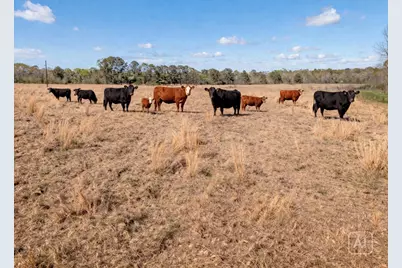 1533 Kickapoo Road, Groveton, TX 75845 - Photo 39