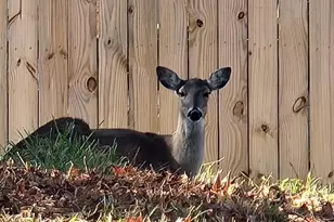 1909 Rollingwood Dr, Huntsville, TX 77340 - Photo 9