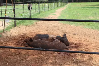 1119 Fm 2712, Crockett, TX 75835 - Photo 35