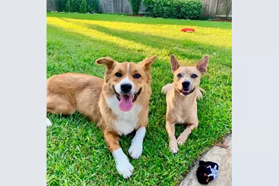 1436 W 24th Street, Houston, TX 77008 - Photo 3