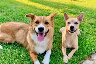 1436 W 24th St, Houston, TX 77008 - Photo 3