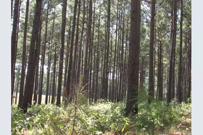 Tbd22 Fm 256 N, Woodville, TX 75979 - Photo 3