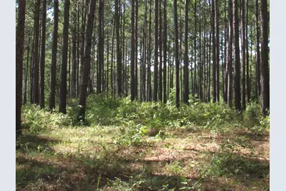 Tbd22 Fm 256 N, Woodville, TX 75979 - Photo 5