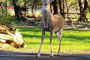 2 Cliffhouse Dr, Belton, TX 76513 - Photo 49