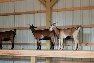 11267 Dance Hall Dr, Montgomery, TX 77316 - Photo 17