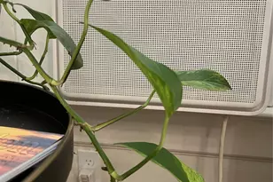 3027 Ave O 1/2, Galveston, TX 77550 - Photo 47