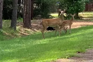 305 Canadian Dr, Trinity, TX 75862 - Photo 3