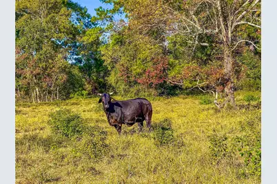 Tbd County Road 2090, Liberty, TX 77575 - Photo 1