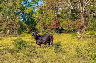Tbd County Road 2090, Liberty, TX 77575 - Photo 1
