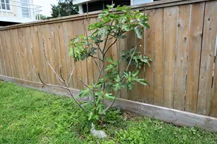 4009 Nenana Dr, Houston, TX 77025 - Photo 27