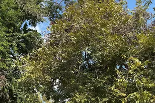 3013 Reid St, Houston, TX 77026 - Photo 17