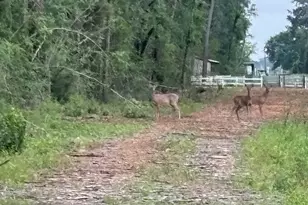 8819 Dowdell Rd, Tomball, TX 77375 - Photo 19