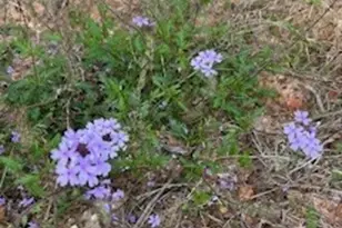 15871 Ridge Oak Rd, Willis, TX 77378 - Photo 13