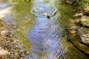 12895 County Rd 201, Plantersville, TX 77363 - Photo 1