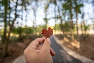 22423 Sawmill Pass Lane, Porter, TX 77365 - Photo 29