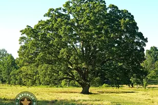 11873 Moss Grv Ct, Willis, TX 77378 - Photo 13