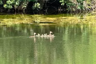 4430 Fm 1457, Round Top, TX 78954 - Photo 1