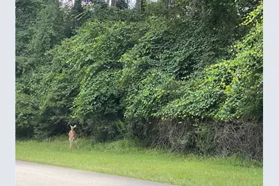 22922 Blackgum Drive, Magnolia, TX 77355 - Photo 3