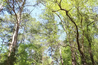 000 County Road 1190, Grapeland, TX 75844 - Photo 5