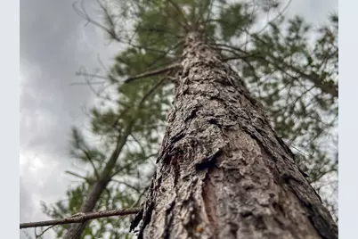 1 County Road 3038, Newton, TX 75966 - Photo 3