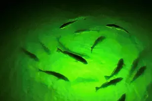 1101 Fountain View Dr, Crystal Beach, TX 77650 - Photo 11