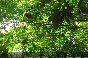 11423 Wickersham Ln, Houston, TX 77077 - Photo 29