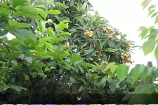 11423 Wickersham Ln, Houston, TX 77077 - Photo 23