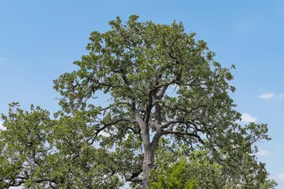 000 Schuster Road, Round Top, TX 78954 - Photo 9
