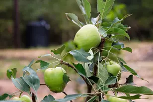 23514 Saratoga Woods Dr, Montgomery, TX 77316 - Photo 27