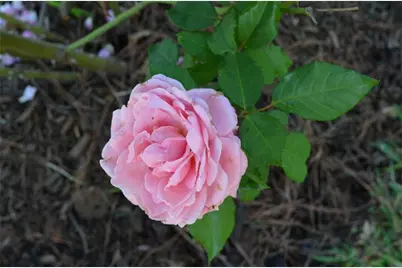 12929 Corona Court, Willis, TX 77318 - Photo 13