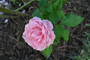 12929 Corona Ct, Willis, TX 77318 - Photo 13