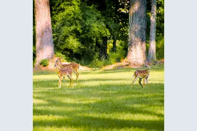 Lot 234 Lakeland Ranch, Hillister, TX 77624 - Photo 17