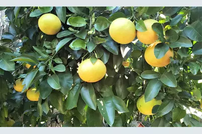 1902 Coulcrest Drive, Houston, TX 77055 - Photo 21