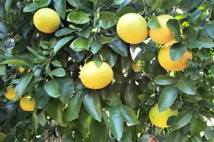 1902 Coulcrest Dr, Houston, TX 77055 - Photo 21