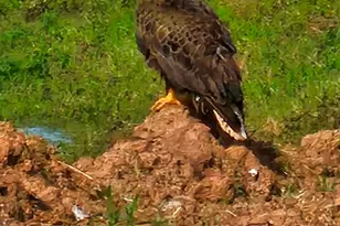 32438 Violet Dancer Ct, Fulshear, TX 77441 - Photo 39