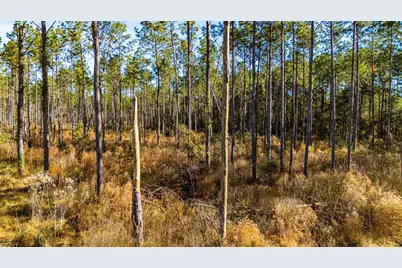 Lot 19 Big Buck Drive, Moscow, TX 75960 - Photo 7