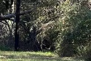 Lot 24 Clark Rd, Plantersville, TX 77363 - Photo 1
