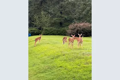 408 W Eucalyptus Street, Village Mills, TX 77663 - Photo 35