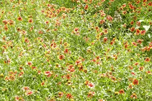 11913 McAngus Rd, Del Valle, TX 78617 - Photo 13