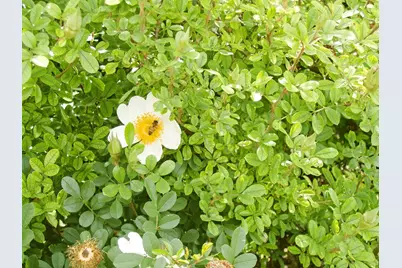 11913 McAngus Road, Del Valle, TX 78617 - Photo 11