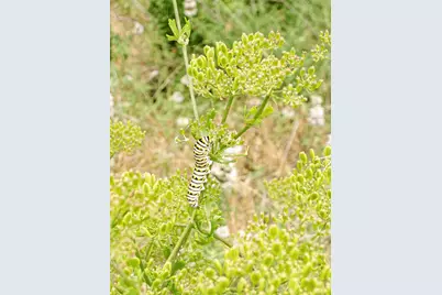 11913 McAngus Road, Del Valle, TX 78617 - Photo 19