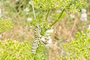 11913 McAngus Rd, Del Valle, TX 78617 - Photo 19