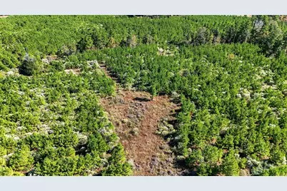 625 Trinity Trail, Lovelady, TX 75851 - Photo 9