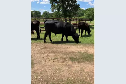 22349 Fm 359 Road, Hempstead, TX 77445 - Photo 9
