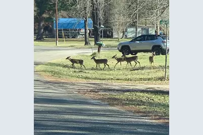 202 Armadillo T, Onalaska, TX 77360 - Photo 35