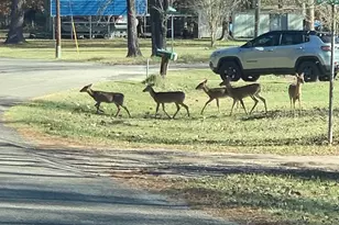 202 Armadillo T, Onalaska, TX 77360 - Photo 35