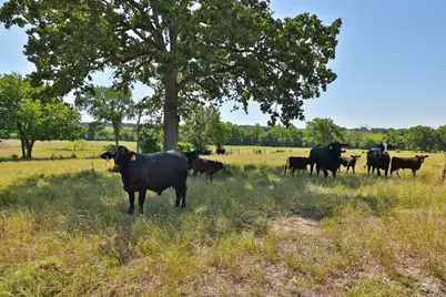 Tract #10 Cr 305 Road, Navasota, TX 77868 - Photo 3