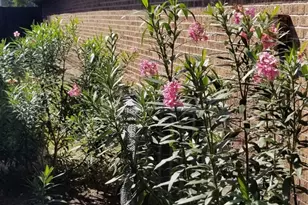 10822 Lynnbrook Dr Dr, Houston, TX 77042 - Photo 13